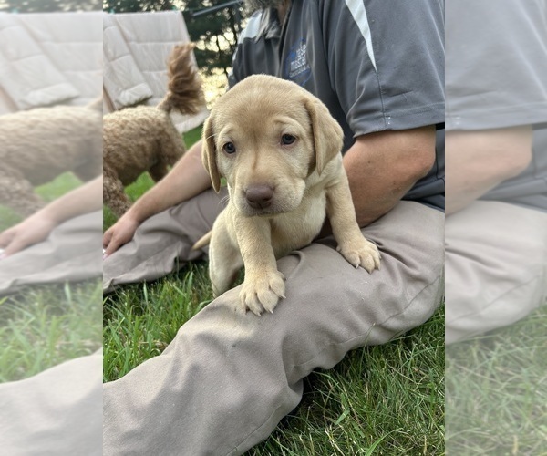 Medium Photo #7 Labrador Retriever Puppy For Sale in FREDERICKSBG, OH, USA