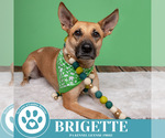 Small #20 German Shepherd Dog Mix