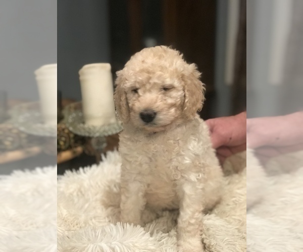 Medium Photo #11 Double Doodle Puppy For Sale in BLAKELY, GA, USA