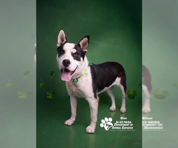 Medium Photo #1 Mutt Puppy For Sale in Riverside, CA, USA