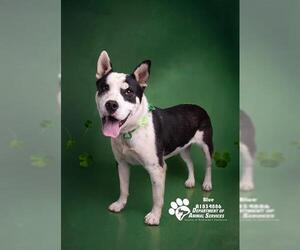 Mutt Dogs for adoption in Riverside, CA, USA