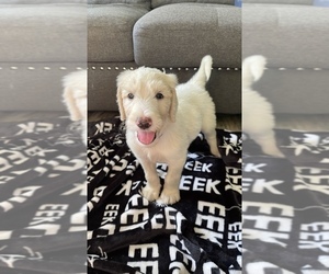 Goldendoodle Puppy for Sale in OSKALOOSA, Iowa USA