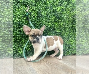 French Bulldog Puppy for sale in NEW ORLEANS, LA, USA
