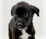 Small #2 Mutt