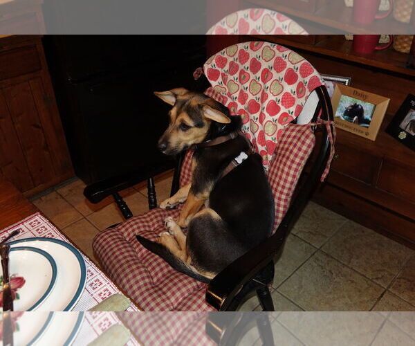 Medium Photo #2 Beagle-Unknown Mix Puppy For Sale in Doylestown, PA, USA