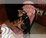 Small #1 Beagle Mix