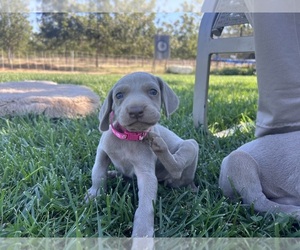 Weimaraner Puppy for sale in WILLOWS, CA, USA