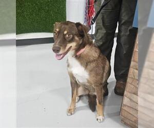 German Shepherd Dog-Huskies Mix Dogs for adoption in Temple, TX, USA
