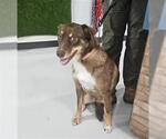 Small German Shepherd Dog-Huskies Mix