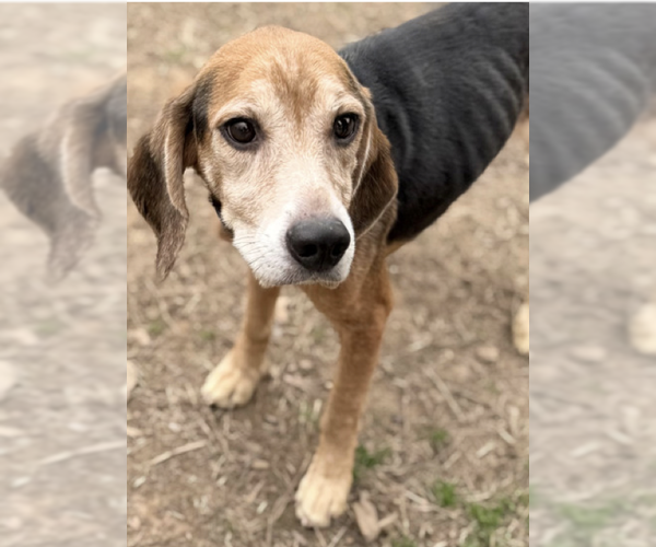 Medium Photo #3 Beagle Puppy For Sale in Tampa, FL, USA