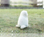 Small Photo #8 Bichon Frise Puppy For Sale in WARSAW, IN, USA