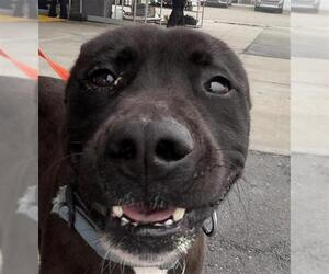 Mutt Dogs for adoption in Bakersfield, CA, USA