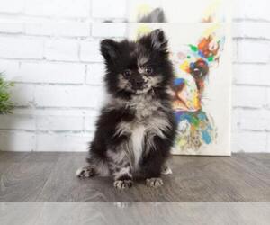 Pomeranian Puppy for sale in RED LION, PA, USA