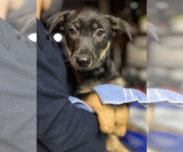 Medium Photo #3 Australian Kelpie-Unknown Mix Puppy For Sale in Dana Point, CA, USA