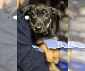 Bowie - Male Australian Kelpie-Unknown Mix Dog for Adoption - Photo #3