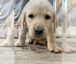 Small Photo #2 Labrador Retriever Puppy For Sale in PINE CITY, MN, USA