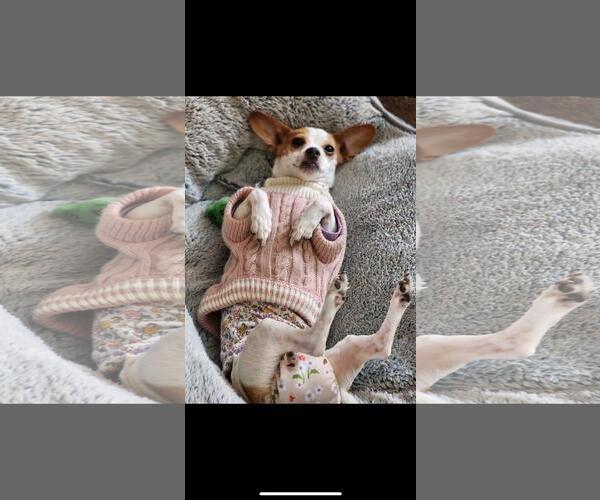 Medium Photo #5 Chihuahua-Unknown Mix Puppy For Sale in Hayward, CA, USA