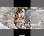 Small #4 Chihuahua Mix