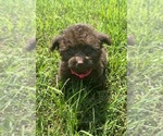 Small Photo #1 Aussie-Poo-Aussiedoodle Miniature  Mix Puppy For Sale in BULLARD, TX, USA
