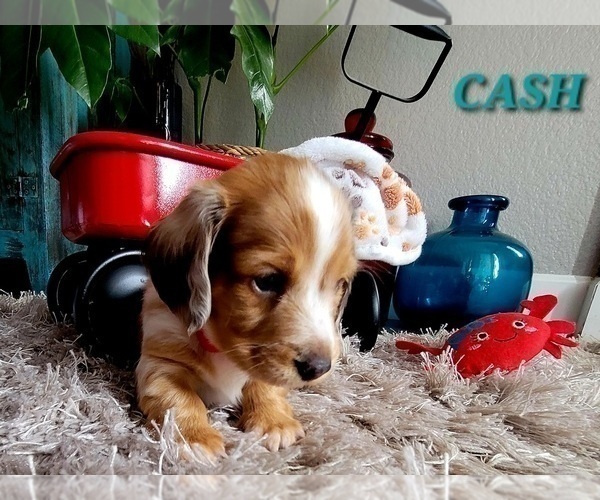 Medium Photo #10 Dachshund Puppy For Sale in THORNTON, CO, USA