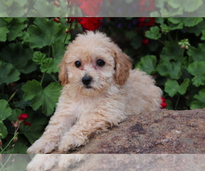 Bichpoo Puppy for sale in SHILOH, OH, USA
