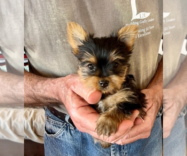 Medium Photo #5 Yorkshire Terrier Puppy For Sale in LAMAR, CO, USA