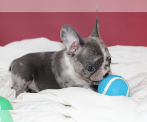 French Bulldog Puppy for sale in BURLINGAME, CA, USA