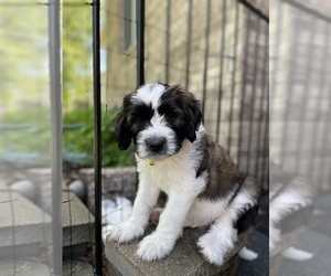 Saint Berdoodle Puppy for sale in ELK RIVER, MN, USA