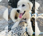 Small #1 Great Pyrenees