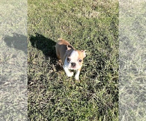 Boston Terrier Puppy for sale in EWING, KY, USA