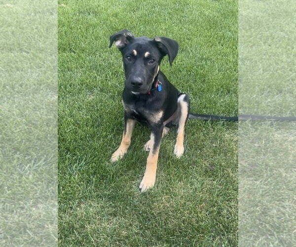 Medium Photo #2 Shepweiller Puppy For Sale in Princeton, MN, USA