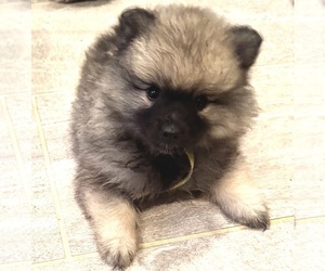 Keeshond Puppy for sale in MORRISON, CO, USA