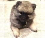 Image preview for Ad Listing. Nickname: Bella