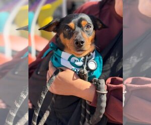 Mutt Dogs for adoption in Greenville, SC, USA