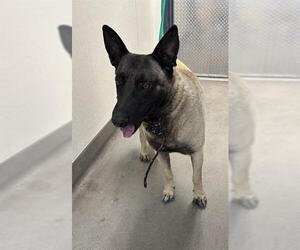 German Shepherd Dog Dogs for adoption in HESPERIA, CA, USA