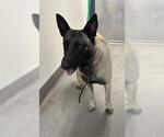 Small German Shepherd Dog