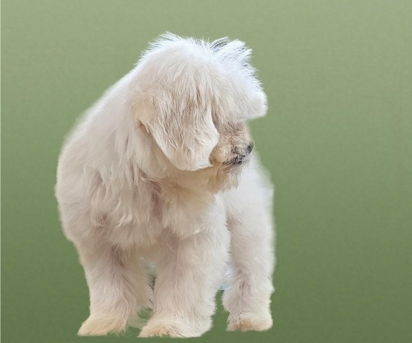 Medium Photo #16 Maltese-Zuchon Mix Puppy For Sale in SAN DIEGO, CA, USA