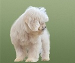 Small Photo #16 Maltese-Zuchon Mix Puppy For Sale in SAN DIEGO, CA, USA