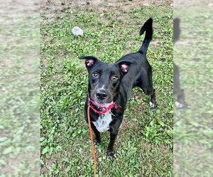 Labrador Retriever-Unknown Mix Dogs for adoption in Dedham, MA, USA