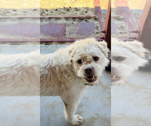 Shih-Poo Dogs for adoption in Dana Point, CA, USA