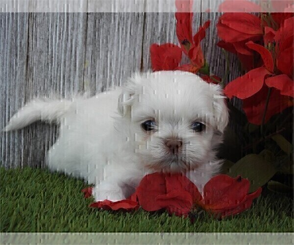 Medium Photo #1 Shih Tzu Puppy For Sale in BOCA RATON, FL, USA