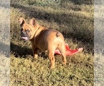 Small Photo #2 French Bulldog Puppy For Sale in SIOUX FALLS, SD, USA