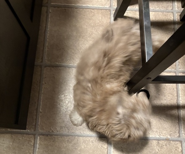 Medium Photo #3 Aussiedoodle-Labradoodle Mix Puppy For Sale in WAYNESFIELD, OH, USA