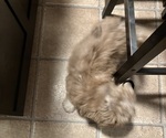 Small #2 Aussiedoodle-Labradoodle Mix