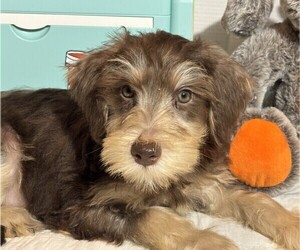 Schnoodle (Miniature) Puppy for sale in MORENO VALLEY, CA, USA