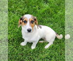Small #1 Bagle Hound