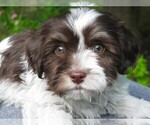 Image preview for Ad Listing. Nickname: AKC CH Ln Male