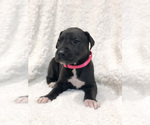 Small Photo #1 Great Dane Puppy For Sale in BLUFFTON, IN, USA