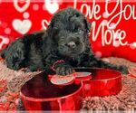 Small #1 Black Russian Terrier