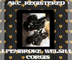 Small #4 Pembroke Welsh Corgi